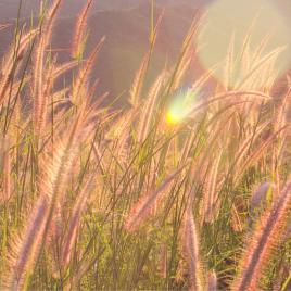 grass