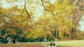 Seasonal affective disorder, SAD, treatment in person and virtual in St. Louis and Ballwin, MO